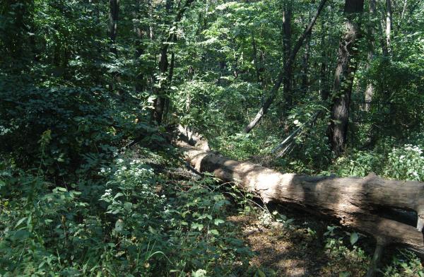 Fence crushed: Bachelor's Grove Cemetery