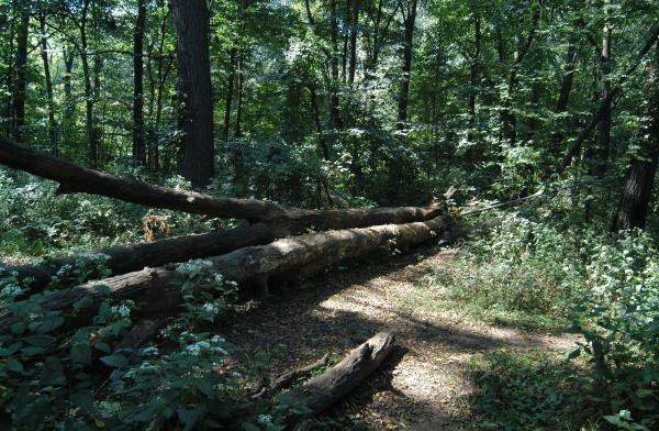 Fence crushed Bachelor's Grove Cemetery