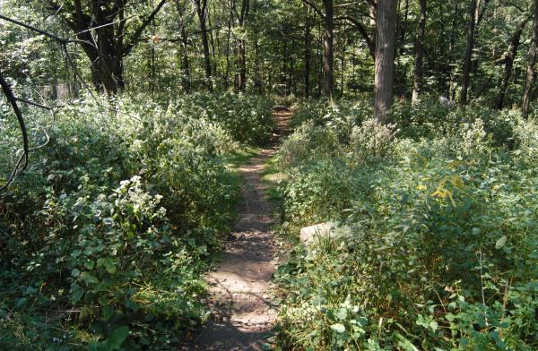 well-trodden path: Bachelor's Grove Cemetery