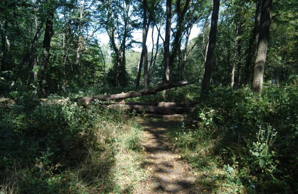 Tree Down: Bachelor's Grove Cemetery