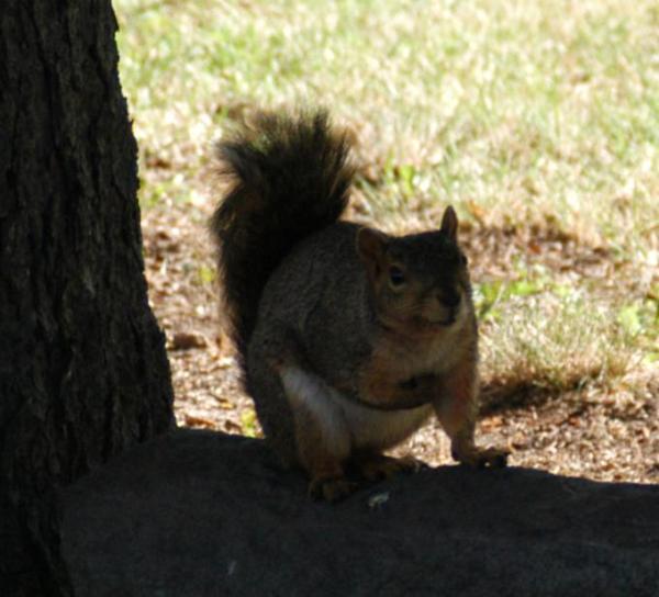 Squirrel
