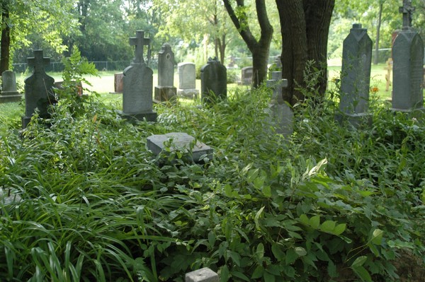 Russian Cemetery: Overgrown section