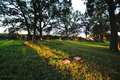 Oak Hill Cemetery in Boone County, Illinois