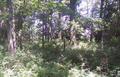 Barnes Cemetery in Clay County, Illinois