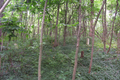 Old Carter Cemetery in Clinton County, Illinois