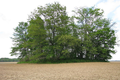 Reed Cemetery in Coles County, Illinois