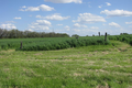 Pierce Cemetery in Coles County, Illinois