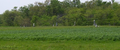 Gill Cemetery in Douglas County, Illinois