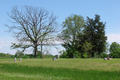 Cook Cemetery in Franklin County, Illinois