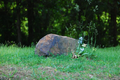 County Farm Cemetery in Franklin County, Illinois