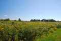 Catholic North Cemetery in Grundy County, Illinois