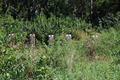 McNay Cemetery in Henry County, Illinois