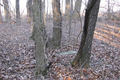 Turpin Cemetery in Macon County, Illinois