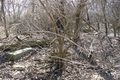 Brown in Macon County, Illinois