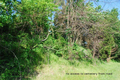 Morse Cemetery in Massac County, Illinois