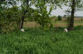 Barber Cemetery in McHenry County, Illinois