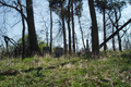 Martin Cemetery in Montgomery County, Illinois