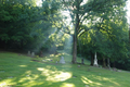 Springdale Cemetery in Peoria County, Illinois