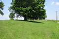 Sulphur Springs Cemetery in Shelby County, Illinois