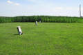 Wade Cemetery in Shelby County, Illinois