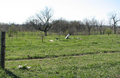 Hawkins Cemetery in Tazewell County, Illinois