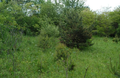 Schlem Cemetery in Will County, Illinois