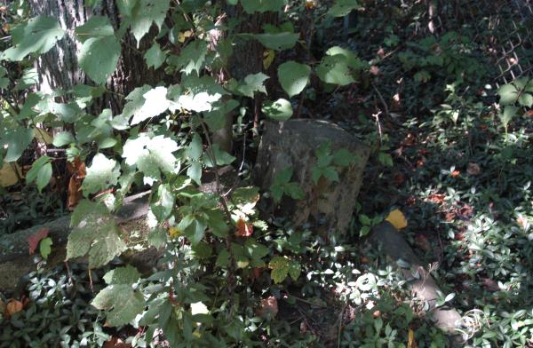 coping Bachelor's Grove Cemetery